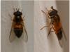 Epistrophe eligans